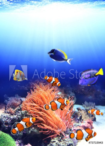 Picture of Sea anemone and clown fish